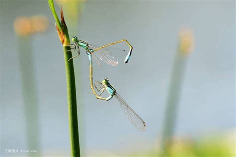 蜻蜓點水穴|蜻蜓點水(蜻蜓):成語,生物學,出處,棋局,年畫,